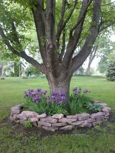 landscaping ideas around trees pictures